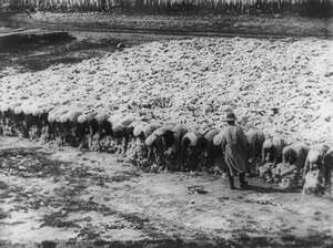 Frauen sammeln Baumwolle auf