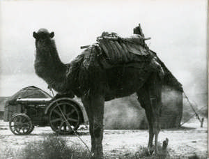 Kamel vor Traktor